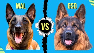 Belgian Malinois vs German Shepherd Which is Better [upl. by Dorin425]