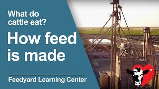 What Do Cattle Eat How Feed is Made [upl. by Nollek]