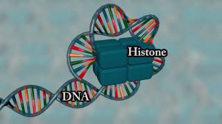 Chromosome structure  Medical animation [upl. by Niwdog696]