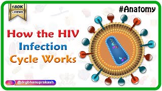 How the HIV Infection Cycle Works  Animated microbiology [upl. by Iel618]