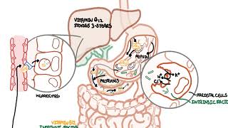 Understanding Vitamin B12 metabolism [upl. by Benisch248]