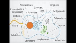 Den eukaryota cellens uppbyggnad [upl. by Myrle]