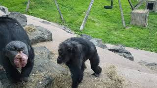 Belfast zoo 2019 chimpanzee fight [upl. by Janelle]