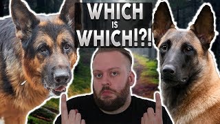 GERMAN SHEPHERD OR BELGIAN MALINOIS Whats The Difference [upl. by Tracay]