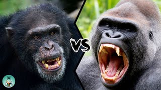 CHIMPANZEE VS GORILLA  Which ape will win in a fight [upl. by Edgerton]