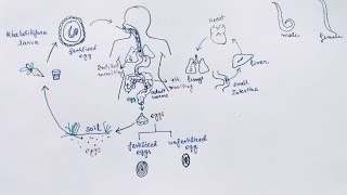 Ascaris lumbricoides Lifecycle  English   Ascariasis  Round Worm [upl. by Warp190]