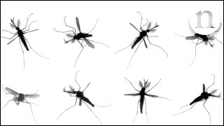 The mystery of mosquito flight [upl. by Nollid]