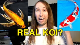 Butterfly Koi vs Regular Koi Whats the Difference [upl. by Jandy34]