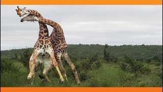 Giraffes Fighting [upl. by Sverre]