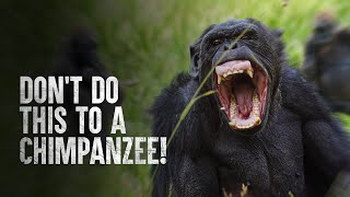 How to Survive a Chimpanzee Attack [upl. by Pirbhai]