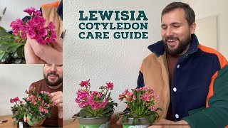 Lewisia Cotyledon Care Guide [upl. by Amaris866]