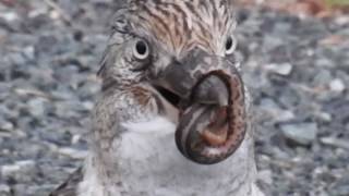 Kookaburra Bird Eats Python Snake [upl. by Gunn]