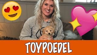 IK WIL EEN TOYPOEDEL  DierenpraatTV [upl. by Kelcy]