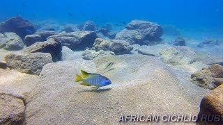 Chizumulu Island  Lake Malawi Cichlids  HD Underwater Footage [upl. by Htrap]