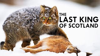 Scottish Wildcat The Highlander Cat [upl. by Mable264]