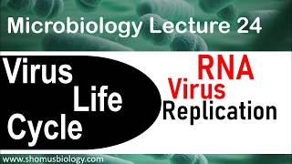 Virus life cycle  RNA virus replication [upl. by Eckel71]