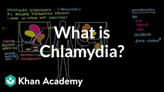 What is chlamydia  Infectious diseases  NCLEXRN  Khan Academy [upl. by Gleeson]