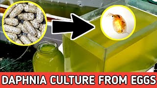 HOW TO HATCH DAPHNIA EGGS  HOW TO CULTURE DAPHNIA [upl. by Ahtilat204]