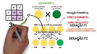 RESUMO EXPERIMENTO 1 lei de Mendel [upl. by Leiuqese]