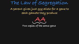 Mendels Law of Segregation Explained [upl. by Arahset309]