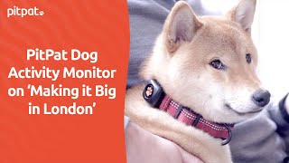 PitPat Dog Activity Monitor on Making it Big in London [upl. by Prunella]