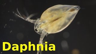 Daphnia [upl. by Heaps915]