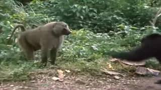 2 Chimpanzees VS Baboon [upl. by Ikoek]