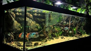 Beautiful South American Cichlids Tank  World Largest Aquarium Cichlid [upl. by Eilyak147]