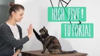 So lernt eure Katze High Five Katzentrick Tutorial [upl. by Aneelehs310]