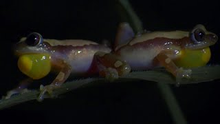 Frog Fights for Female Attention  Africa  BBC Earth [upl. by Eizzik]