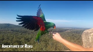 Eclectus amp Major Mitchell Parrot Free Flying [upl. by Blatman]