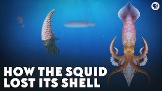 How the Squid Lost Its Shell [upl. by Homans]