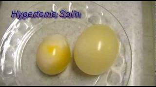 Egg Osmosis Hypertonic vs Hypotonic Solution [upl. by Nalym]