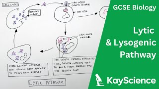 Lytic amp Lysogenic Pathway of Viruses  GCSE Biology  kaysciencecom [upl. by Eglanteen]