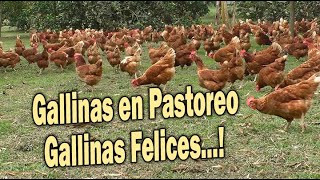 GALLINAS EN PASTOREO GALLINAS FELICES [upl. by Esaele]