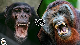 CHIMPANZEE VS ORANGUTAN  Who Would Win a Fight [upl. by Nilyram]