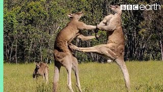 Greatest Fights In The Animal Kingdom Part 1  BBC Earth [upl. by Shaun196]