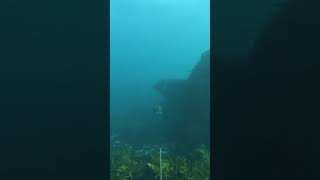 WESTERN BLUE GROPER  Spearfishing WA [upl. by Sirahs989]