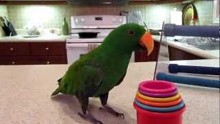 Toby 5 year old eclectus parrot [upl. by Cerf]