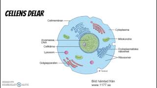 Cell organ vävnad [upl. by Tyoh]