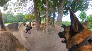 Belgian Malinois Corrects German Shepherd At The Dog Park [upl. by Marashio929]