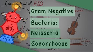 Gram Negative Bacteria Neisseria gonorrhoeae [upl. by Eenitsed]