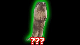 14 Marmot Screaming Sound Variations in 29 Second [upl. by Slohcin]