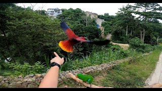 Free Flying Eclectus Parrots  Short Session [upl. by Enuj]