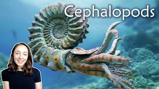 Mollusca Pt 3 Cephalopods Invertebrate Paleontology  GEO GIRL [upl. by Kasey897]