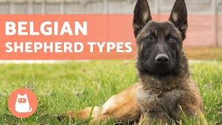 TYPES OF BELGIAN SHEPHERD  Names and Information [upl. by Jayne]