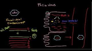 Polio virus life cycle [upl. by Allerie]