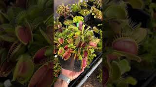 Dionaea muscipula Ginormous [upl. by Ahsiemak]