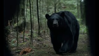 BACKCOUNTRY  BEAR ATTACK SCENE 2015 [upl. by Gabbie]