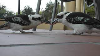 Kookaburra THE WORLDS MOST DETERMINED BIRD [upl. by Barnaba731]